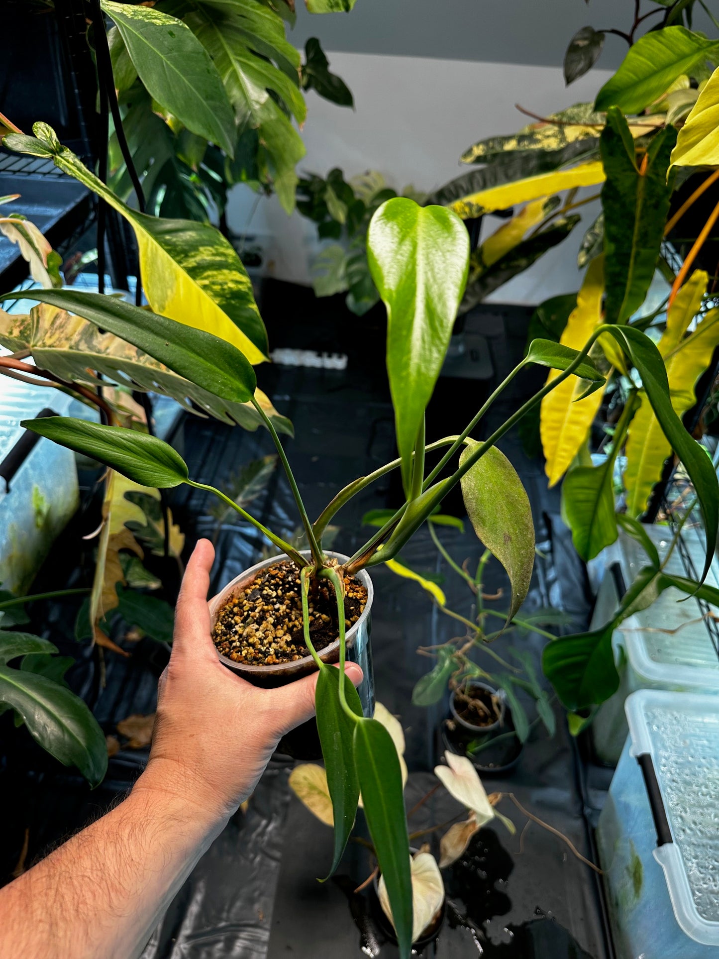 Monstera Burles Marx Flame