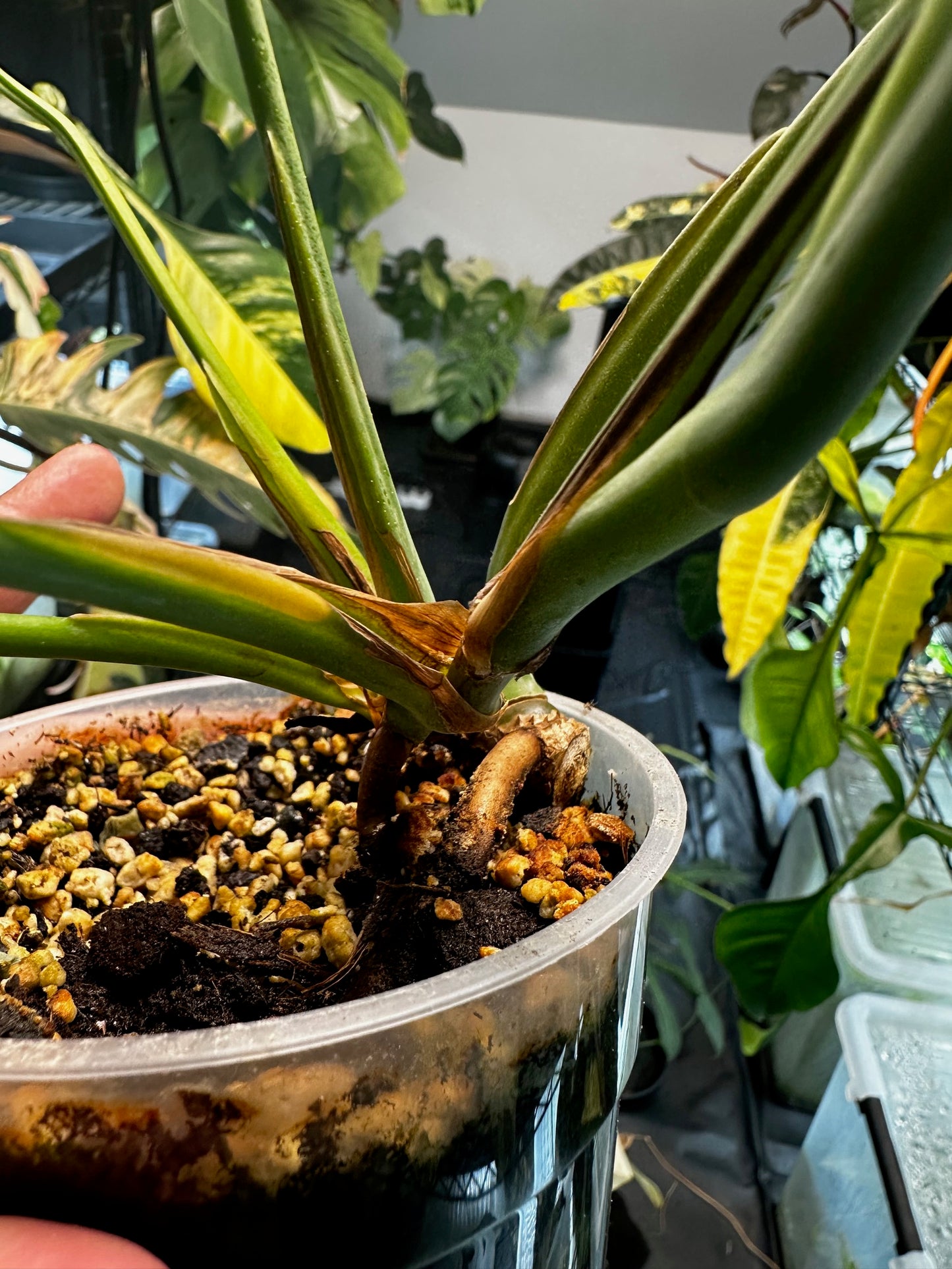 Monstera Burles Marx Flame