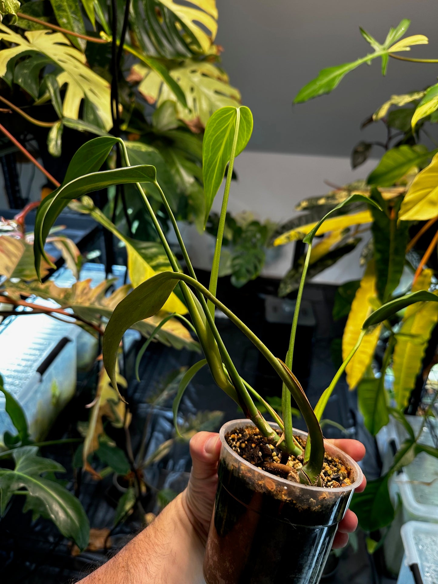 Monstera Burles Marx Flame