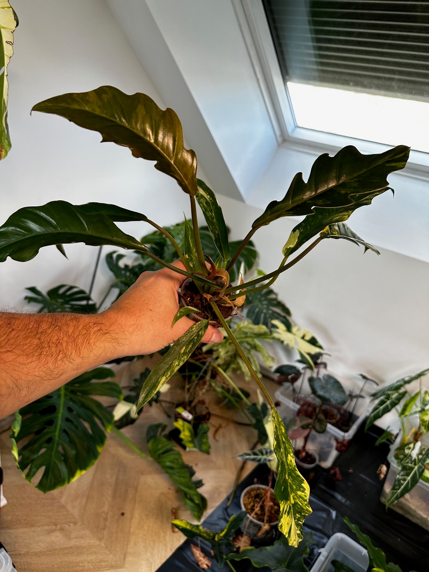 Philodendron Caramel Marble