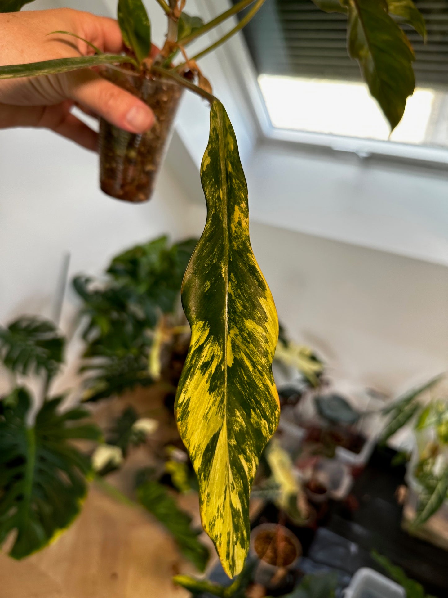 Philodendron Caramel Marble