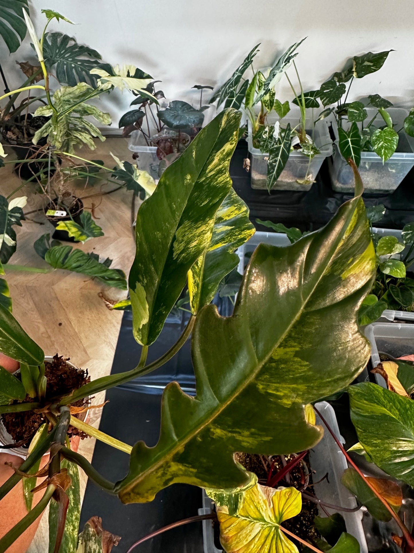 Philodendron Caramel Marble
