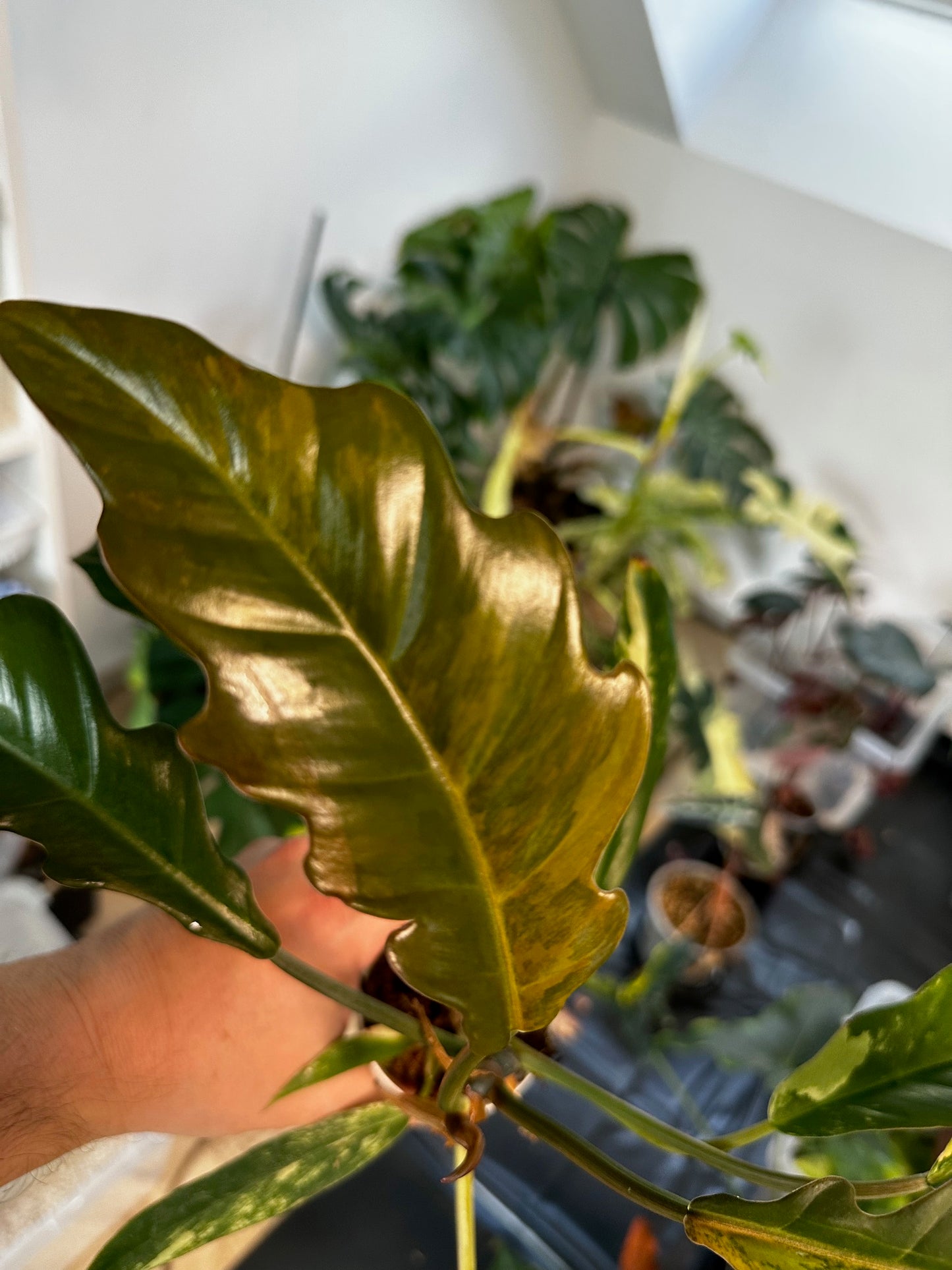 Philodendron Caramel Marble