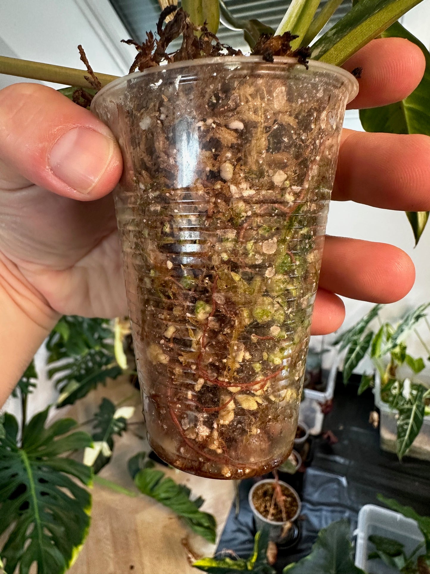 Philodendron Caramel Marble