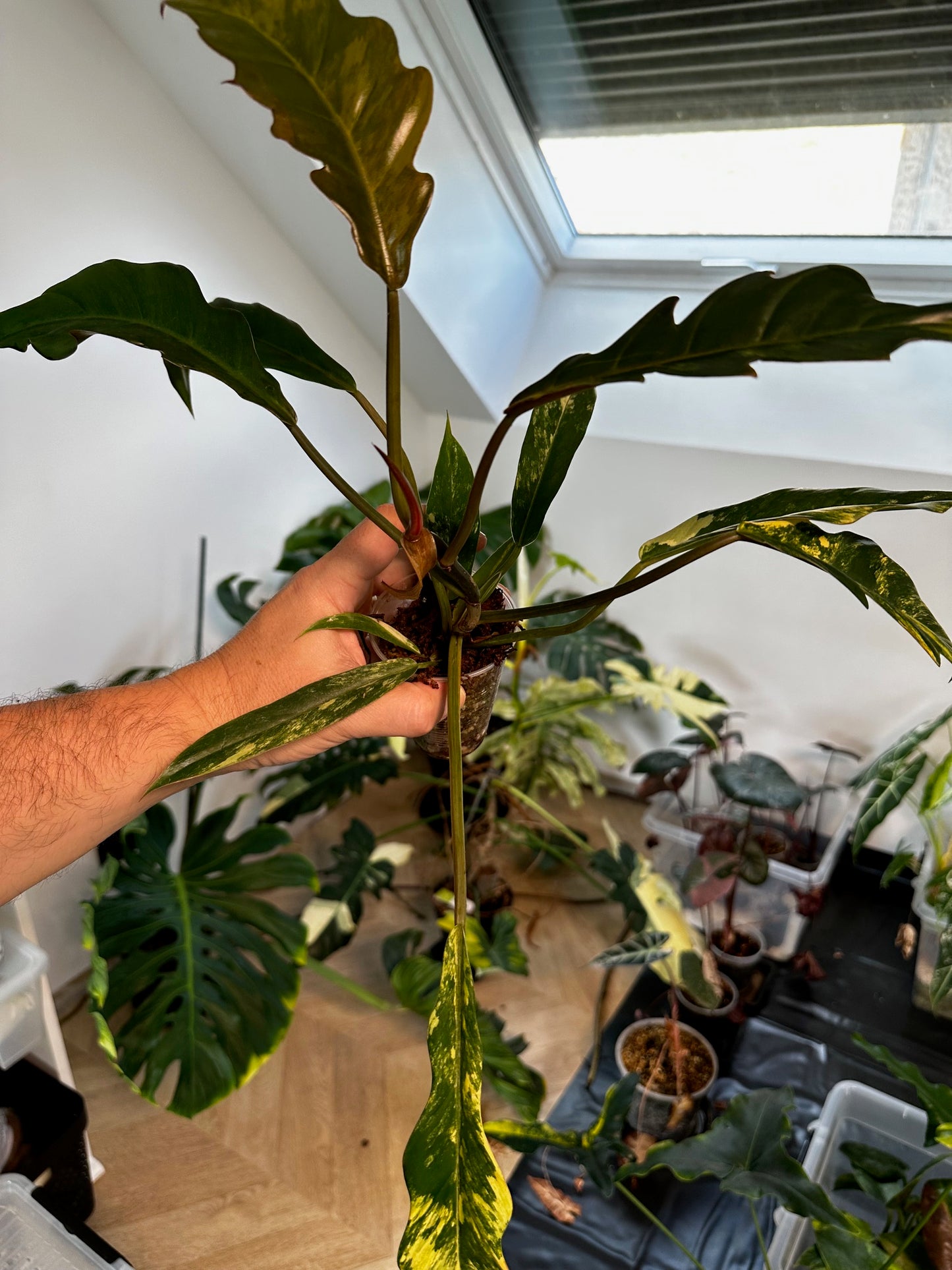 Philodendron Caramel Marble