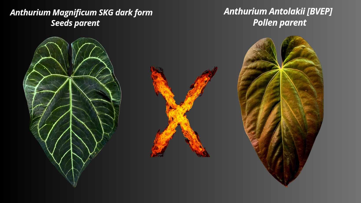 ANTHURIUM MAGNIFICUM SKG DARK FORM X BVEP OG SEEDING
