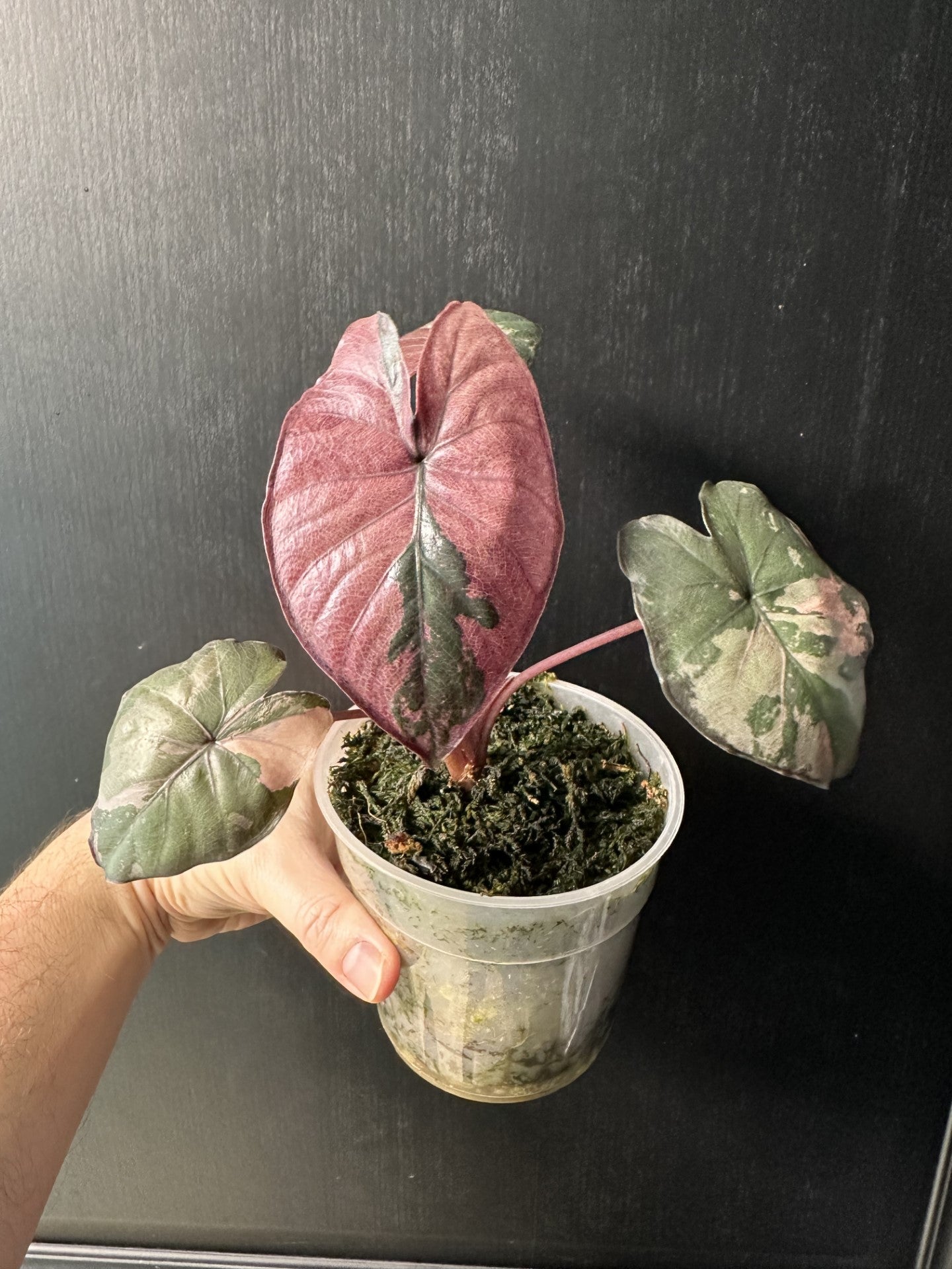 Alocasia Serendipity Variegated – L'Atelier de Gaël