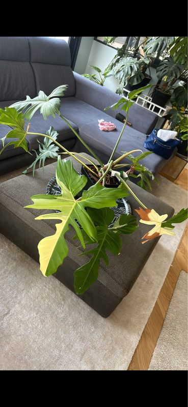 Philodendron Golden Dragon