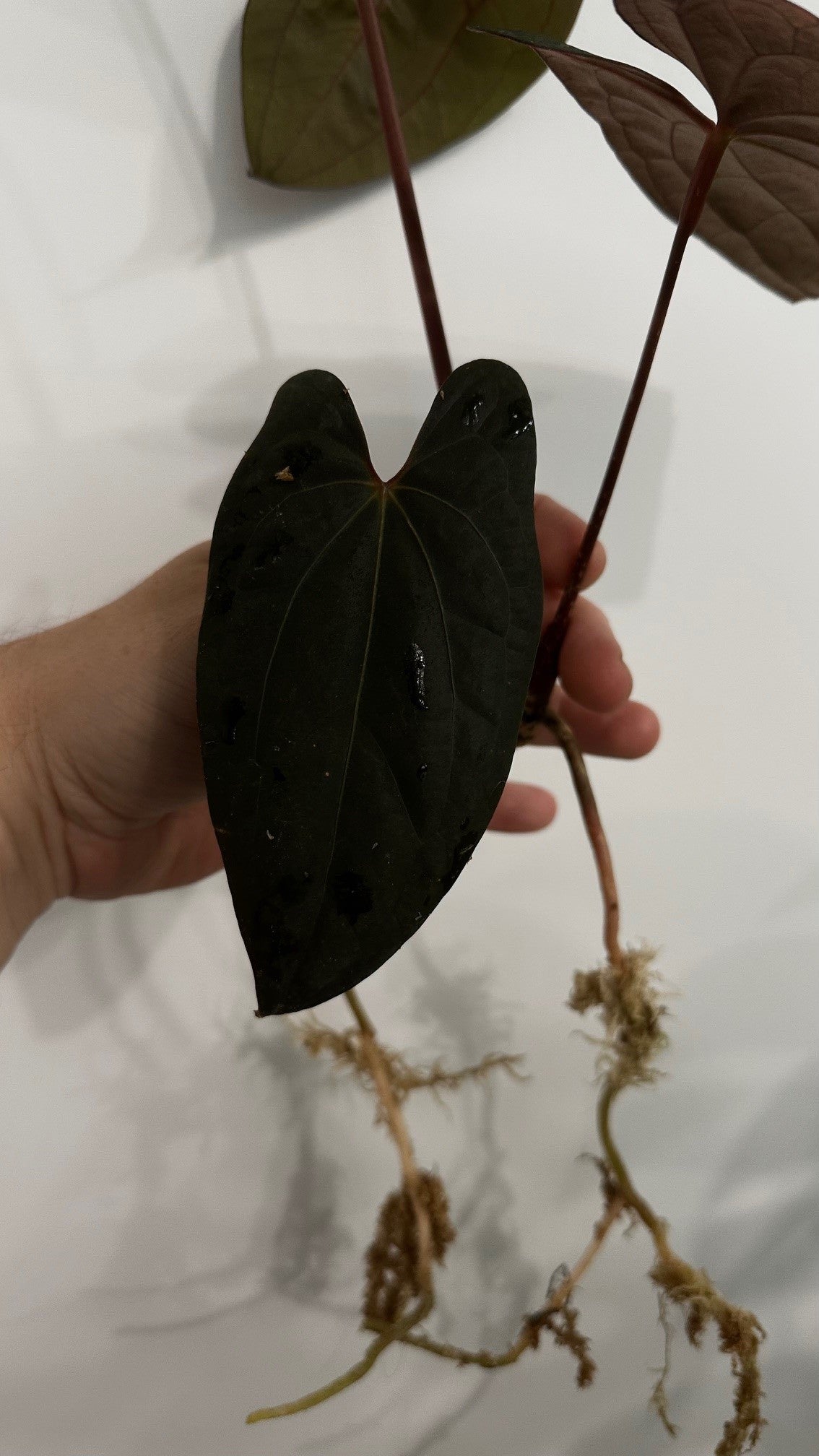 Anthurium Dark Phoenix Red Veins Clone