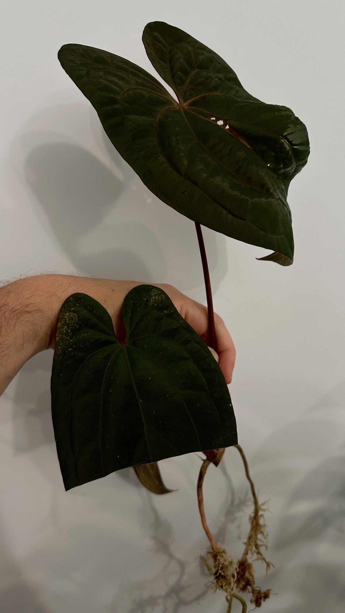 Anthurium Dark Phoenix Red Veins Clone