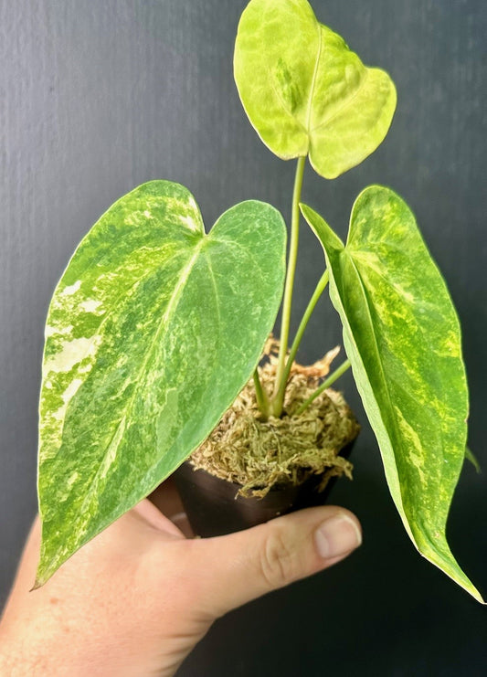 Anthurium Papillaminum x Green Mamba Variegated