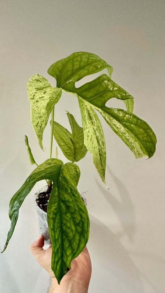 Amydium Medium Mint Variegated