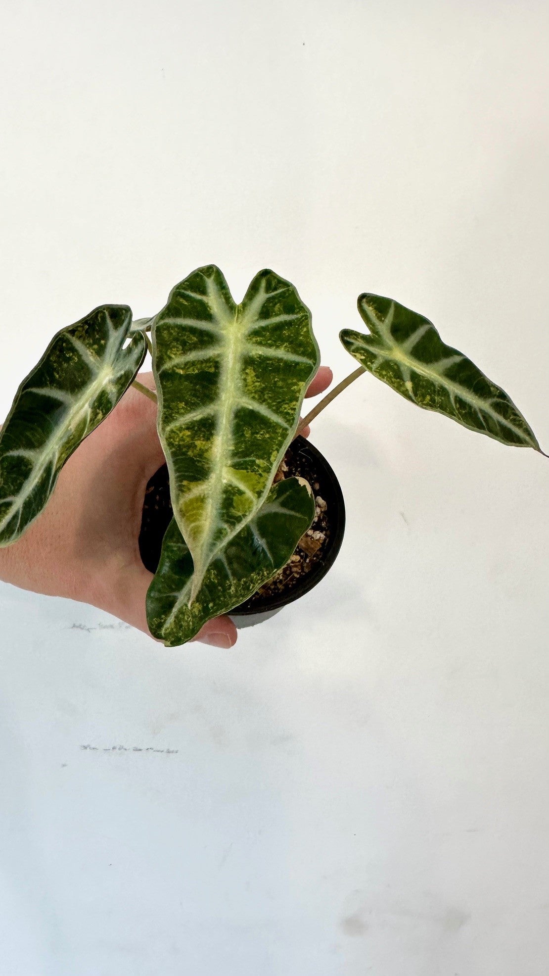 Alocasia Bambino Aurea variegata