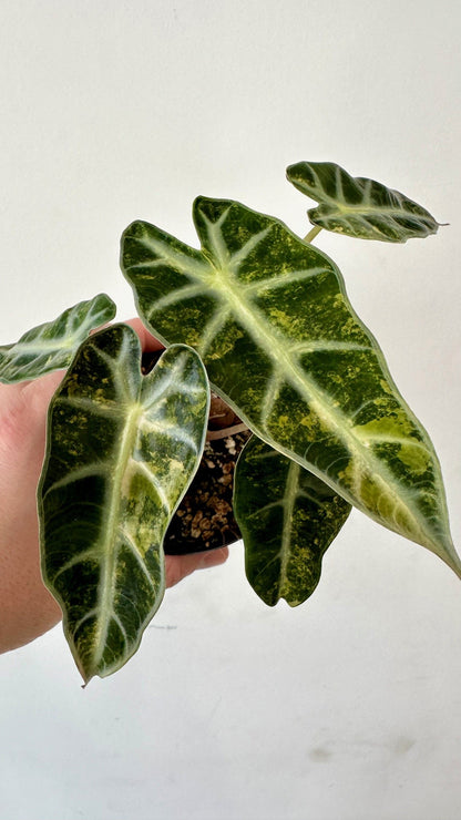 Alocasia Bambino Aurea variegata