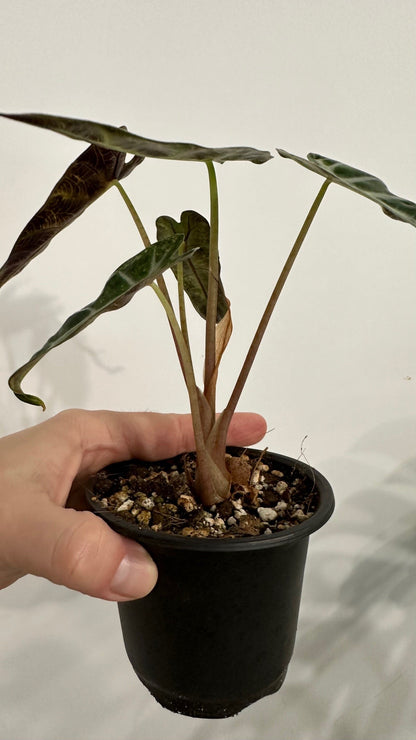 Alocasia Bambino Aurea variegata