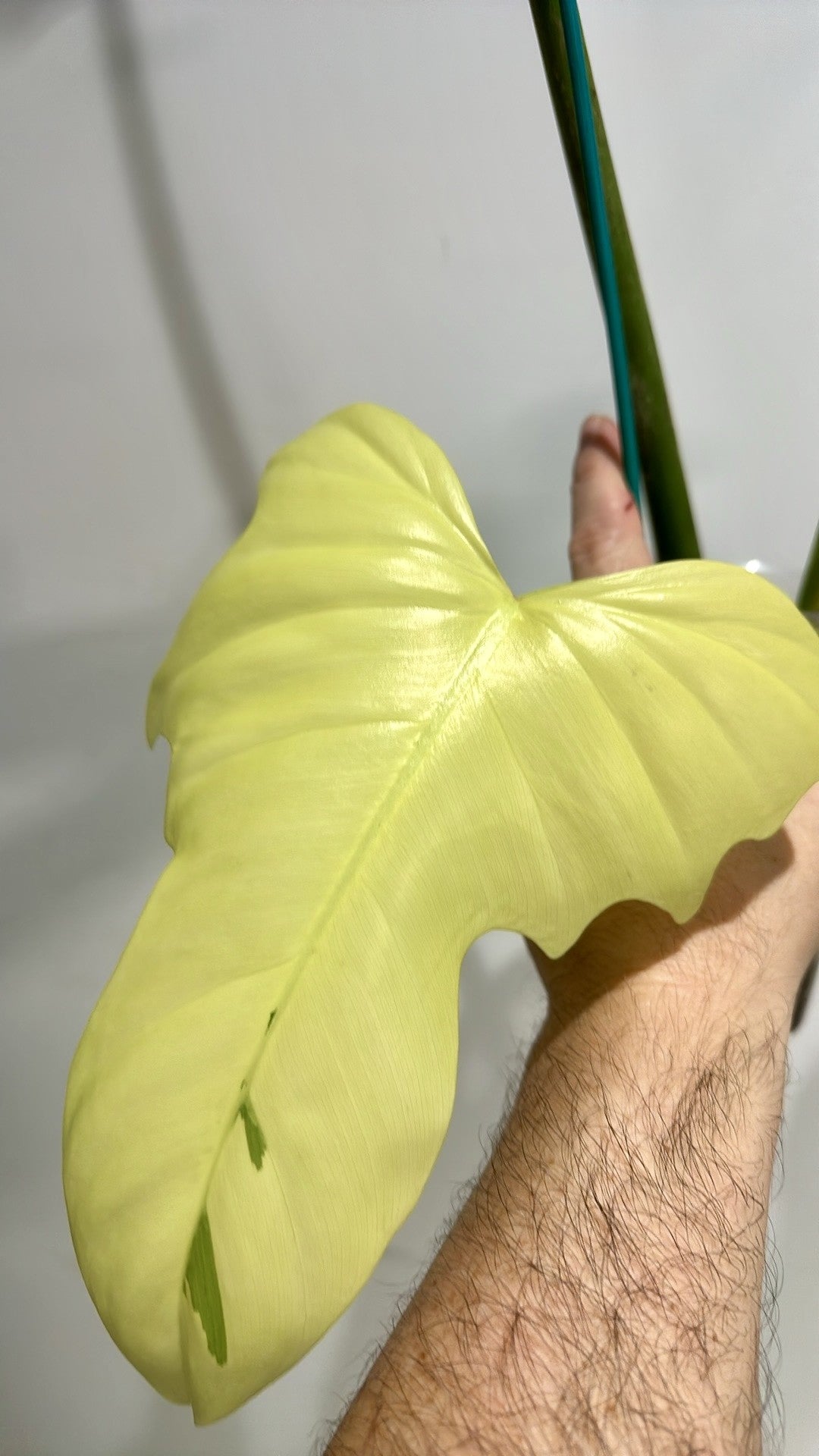 Philodendron Golden Dragon