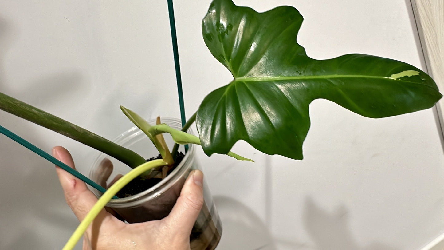 Philodendron Golden Dragon