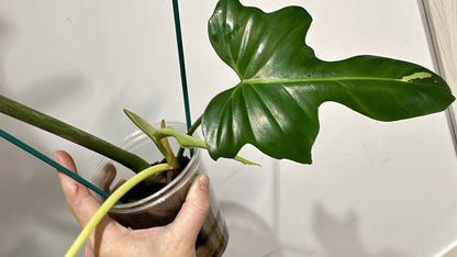 Philodendron Golden Dragon