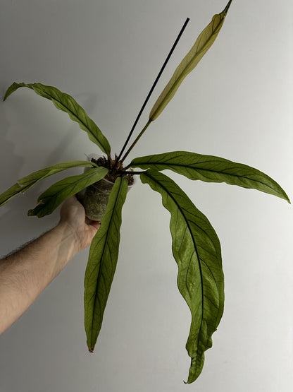 Anthurium Scorpion Var