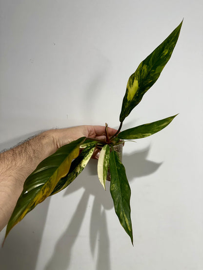 Philodendron caramel marble 2