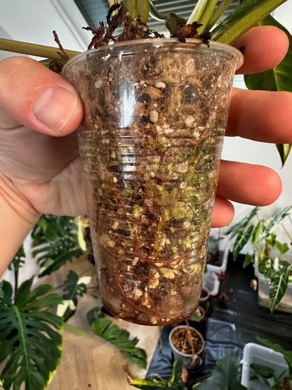 Philodendron Caramel Marble