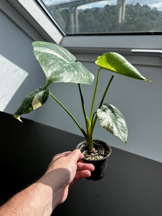 Monstera Thai Constellation Mutation