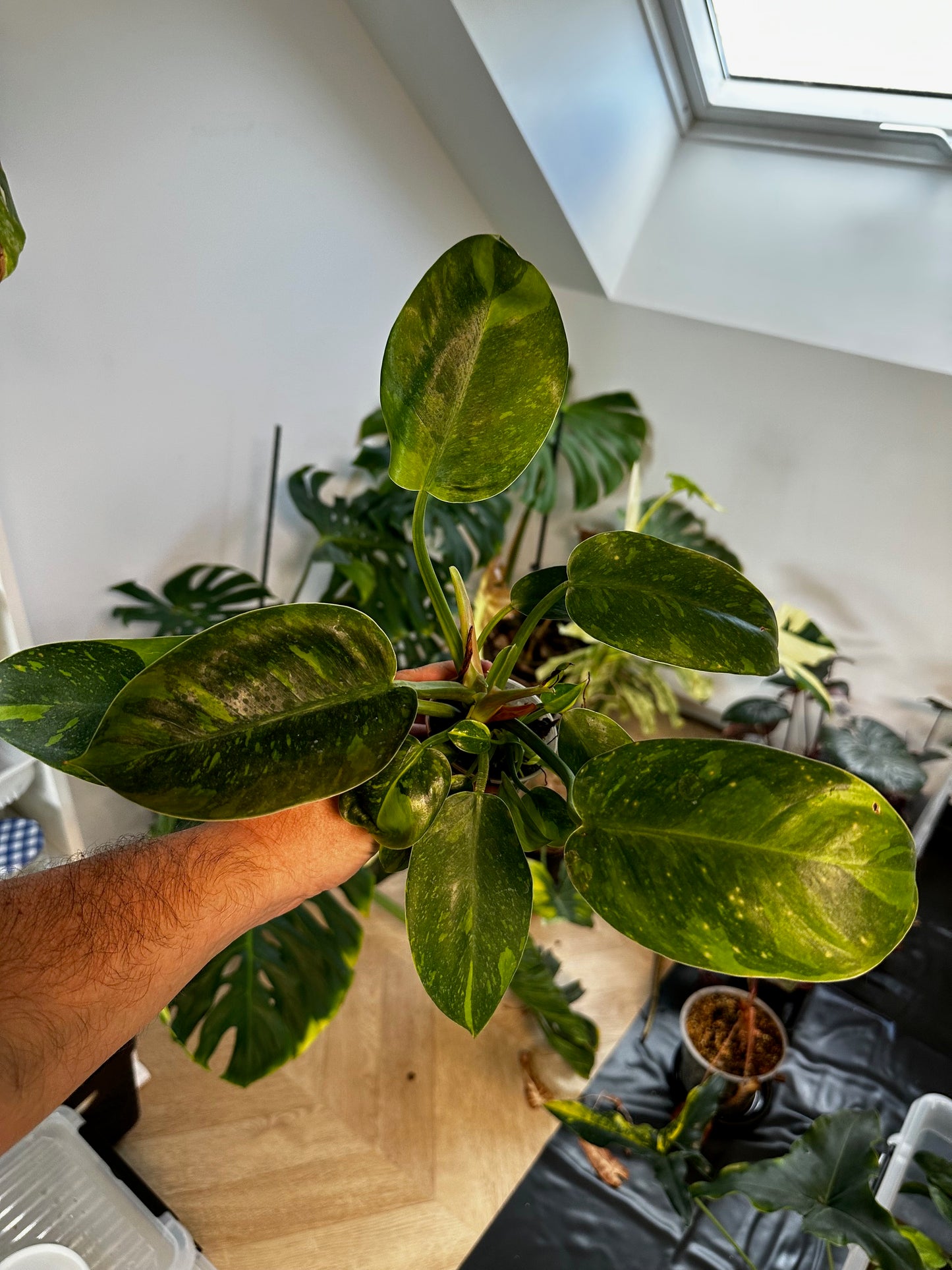 Philodendron Green Congo Var