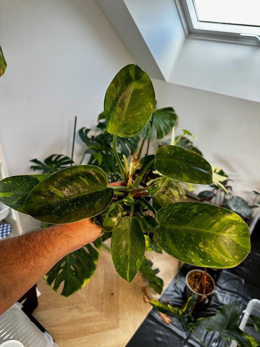 Philodendron Green Congo Var