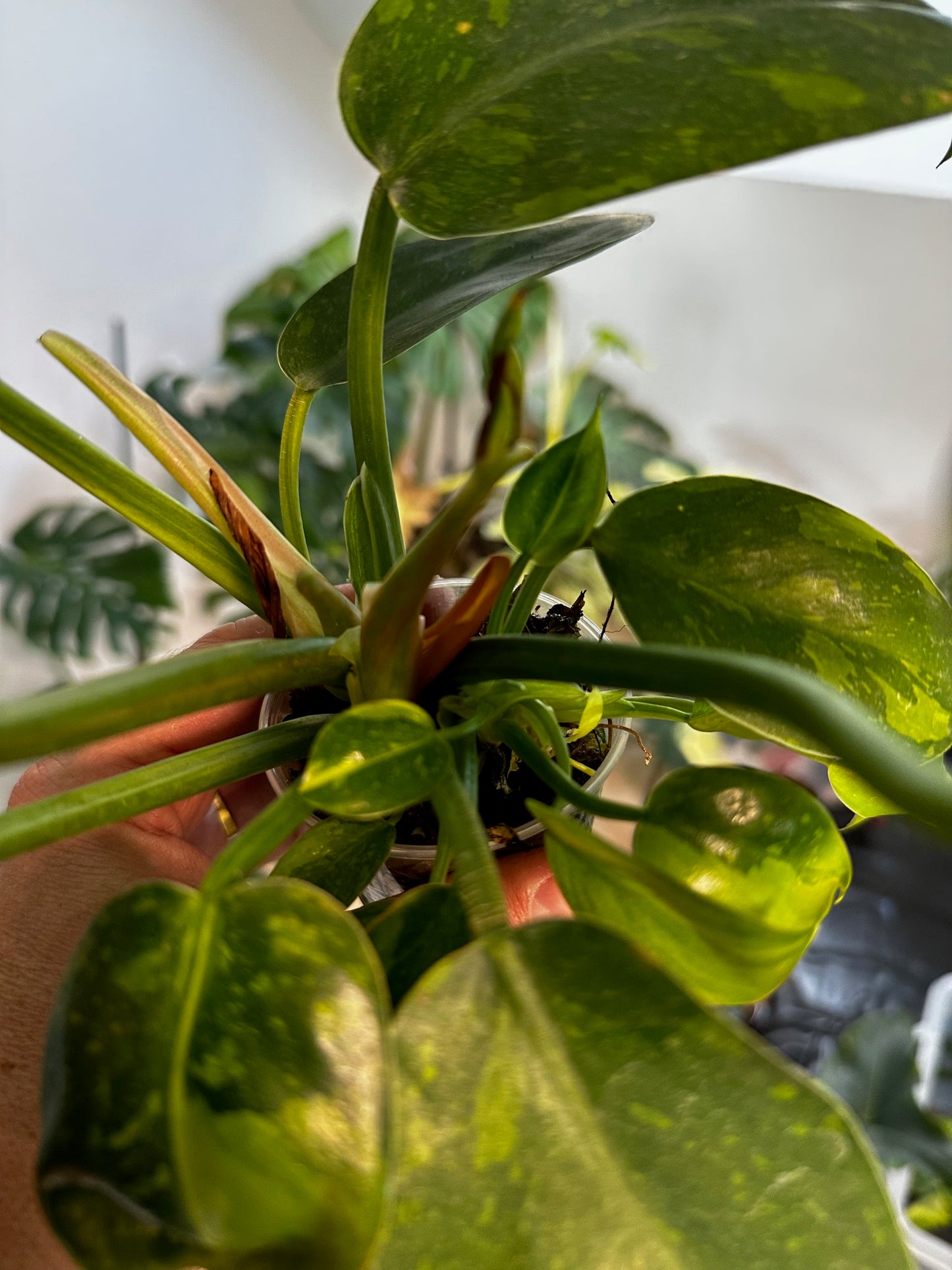 Philodendron Green Congo Var