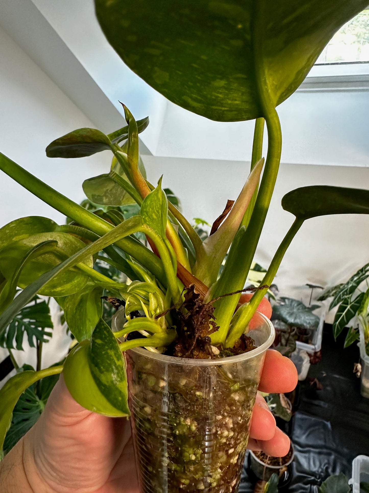Philodendron Green Congo Var