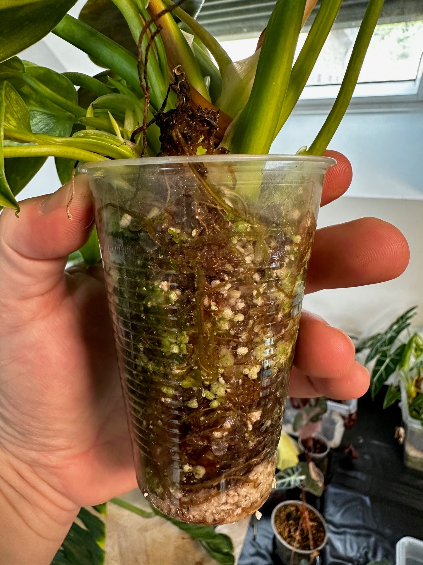 Philodendron Green Congo Var