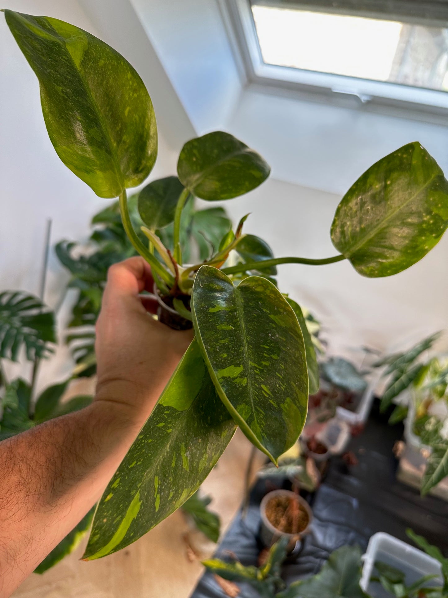 Philodendron Green Congo Var