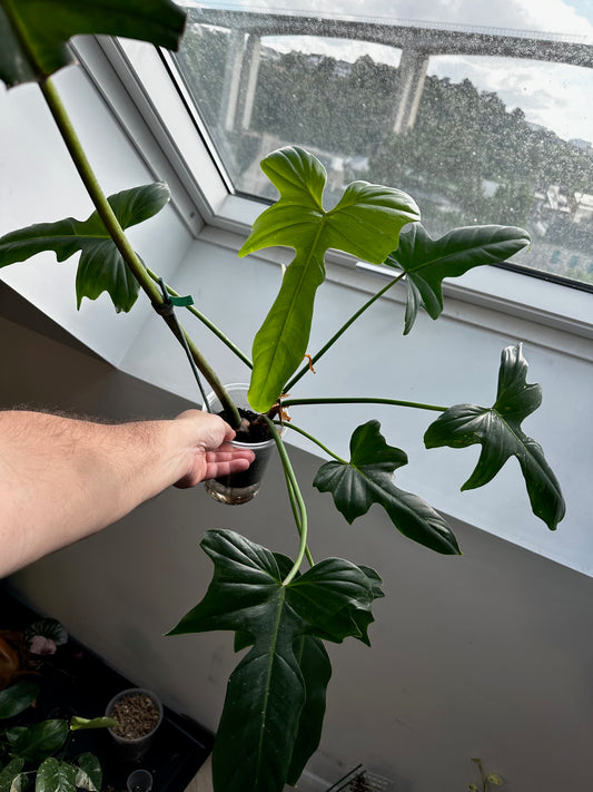 Philodendron Golden Dragon Reverse