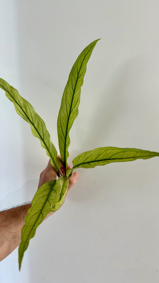 Anthurium Scorpion Var