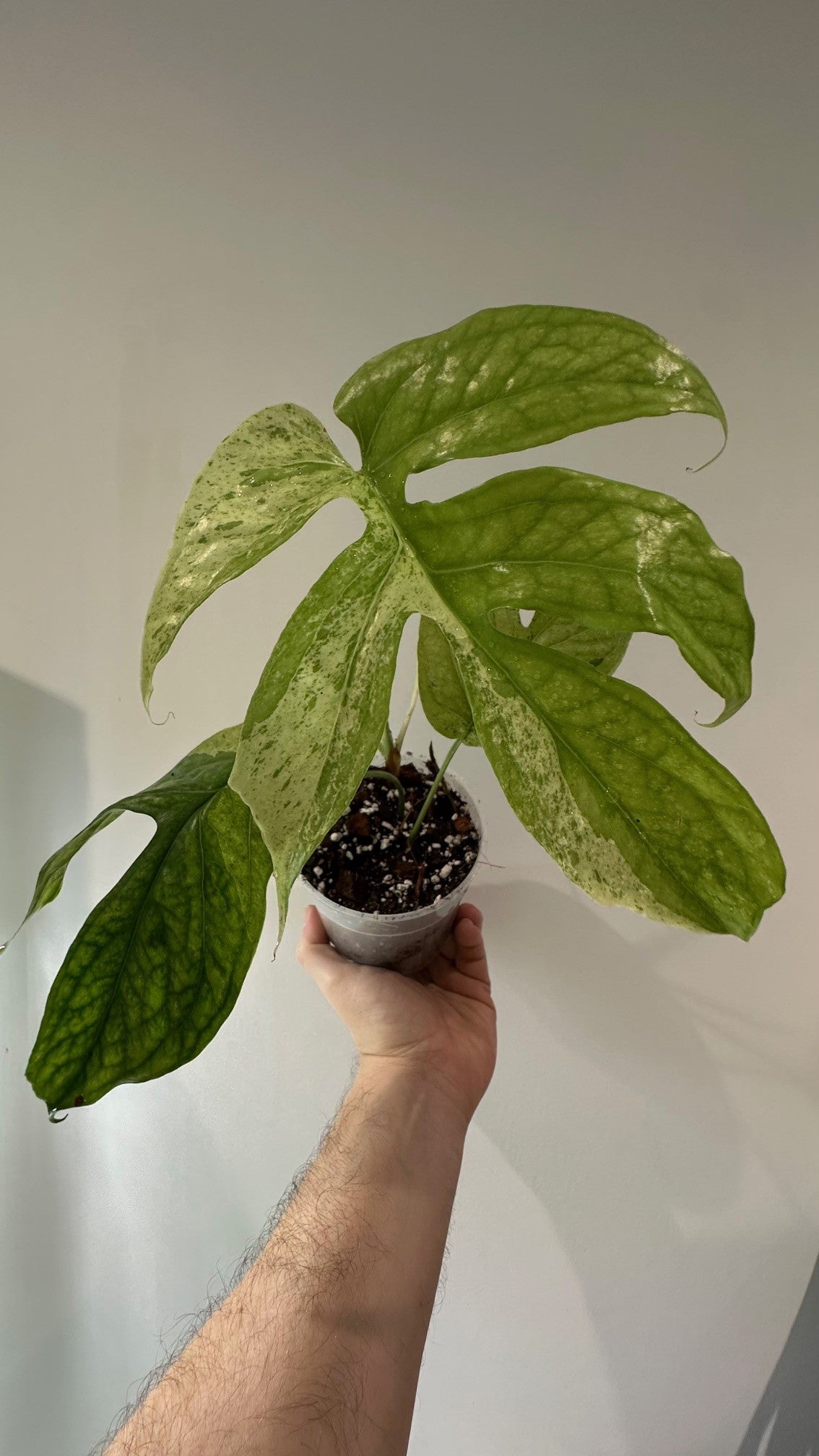 Amydium Medium Mint Variegated