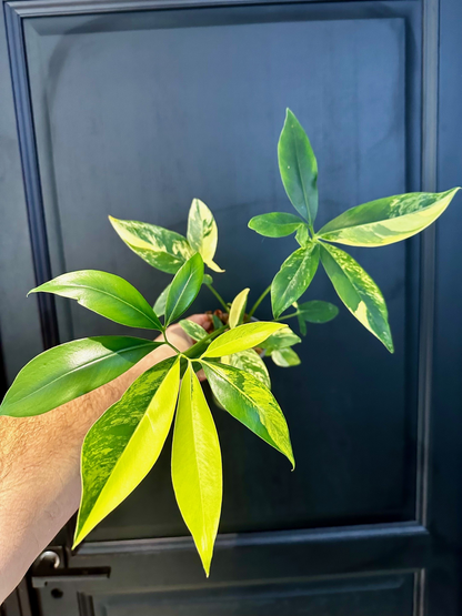 Philodendron Goeldii / Thaumatophyllum  Spruceanum Variegated