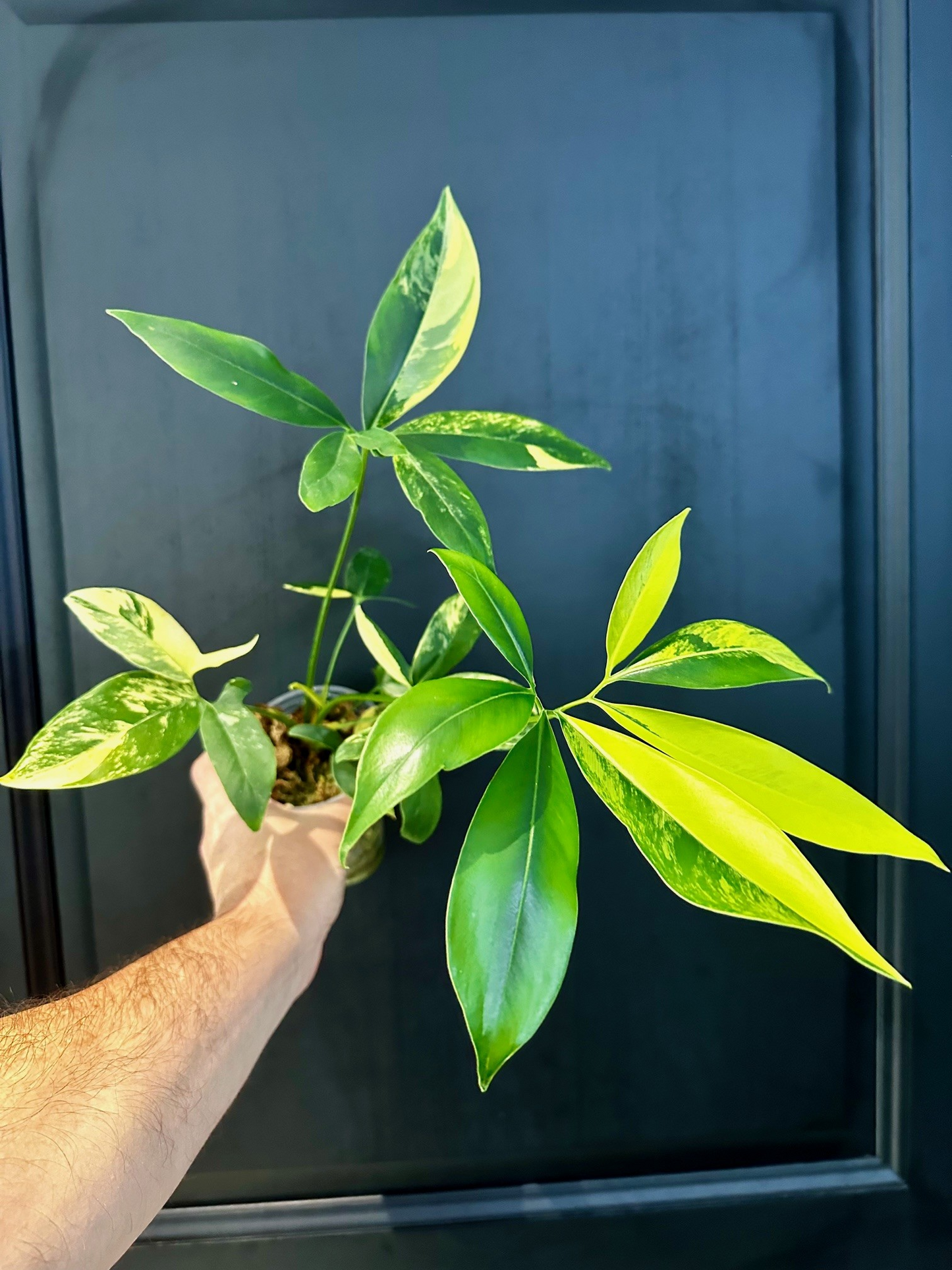 Philodendron Goeldii / Thaumatophyllum  Spruceanum Variegated