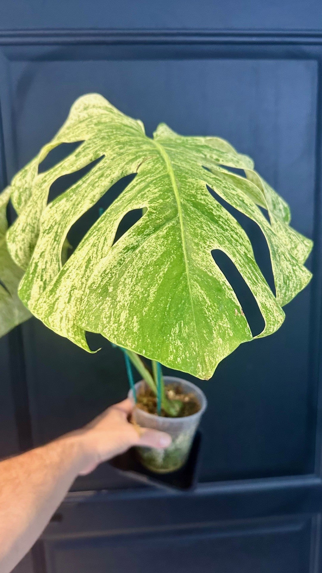 Monstera Deli White Tears