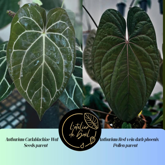 ANTHURIUM CARLABLACKIAE X RVDP