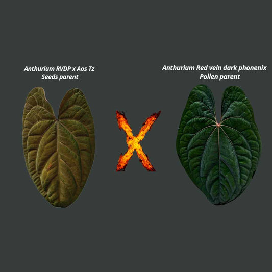 ANTHURIUM (RVDP X AOS TZ) X RVDP  SEEDING