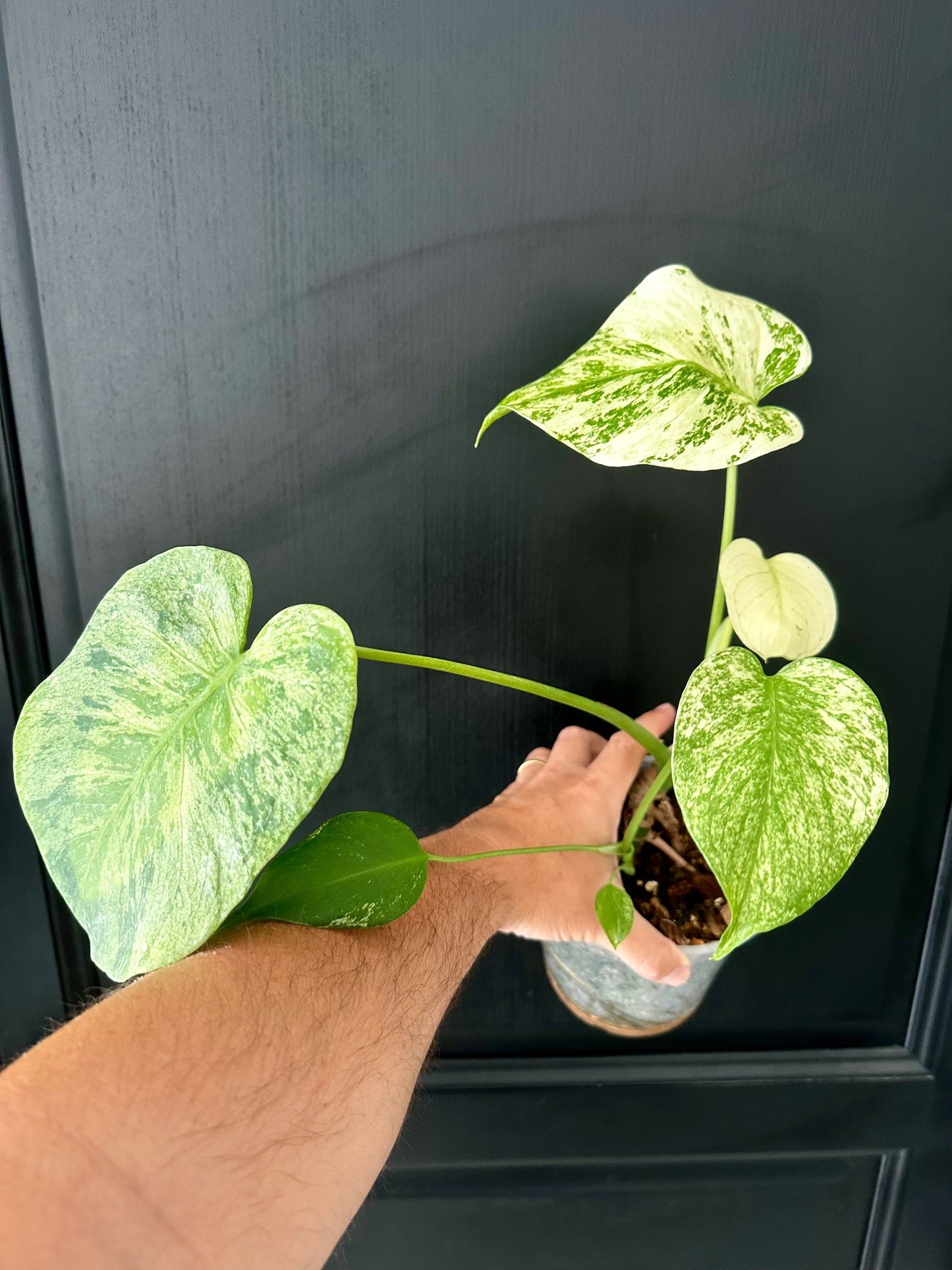 Monstera Deliciosa White Monster Double