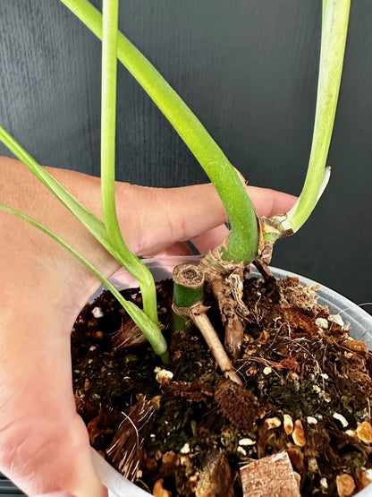 Monstera Deliciosa White Monster Double