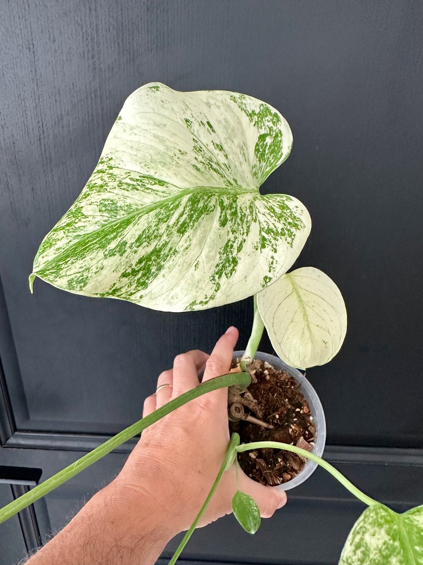 Monstera Deliciosa White Monster Double