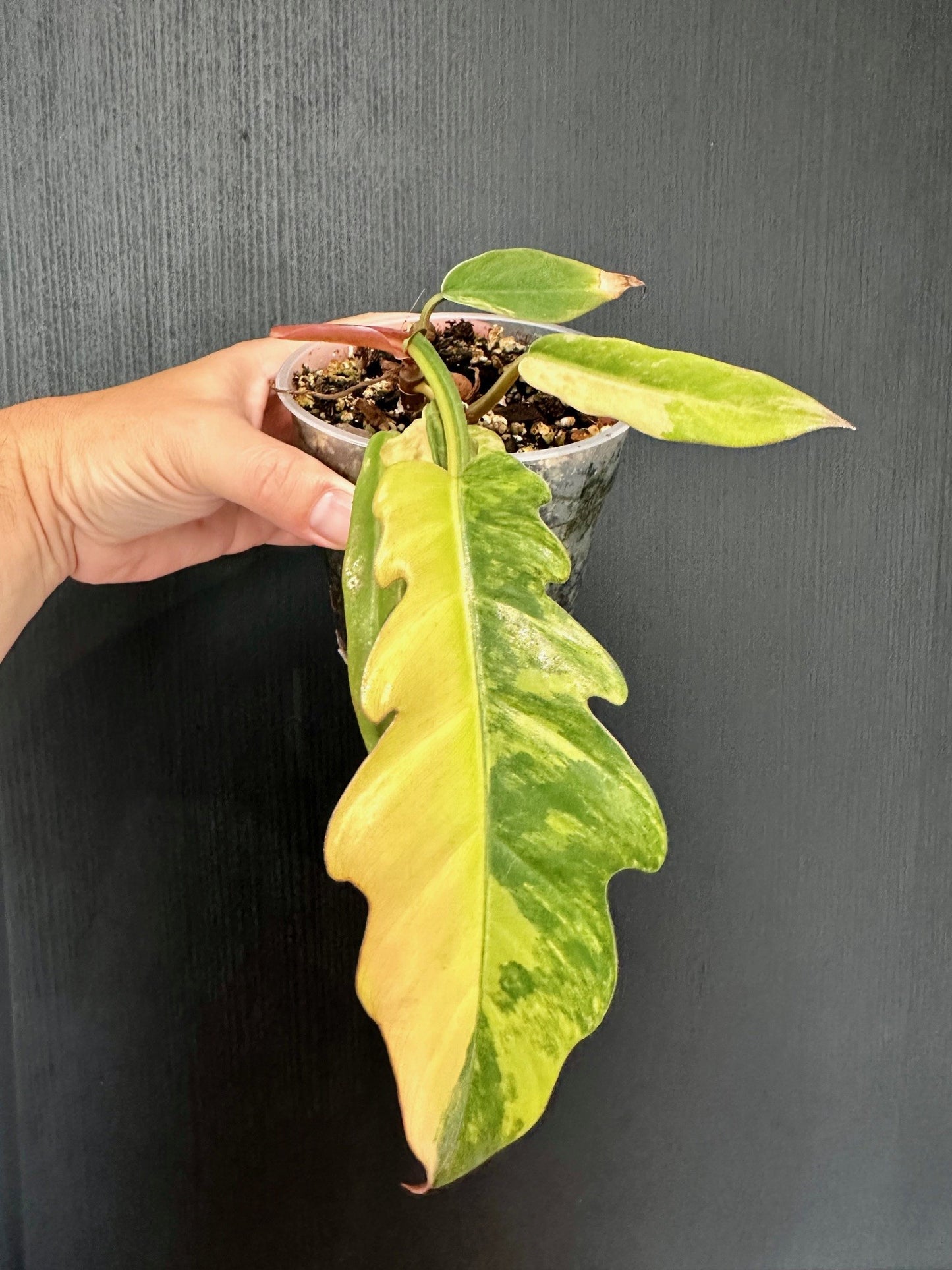 Philodendron caramel marble