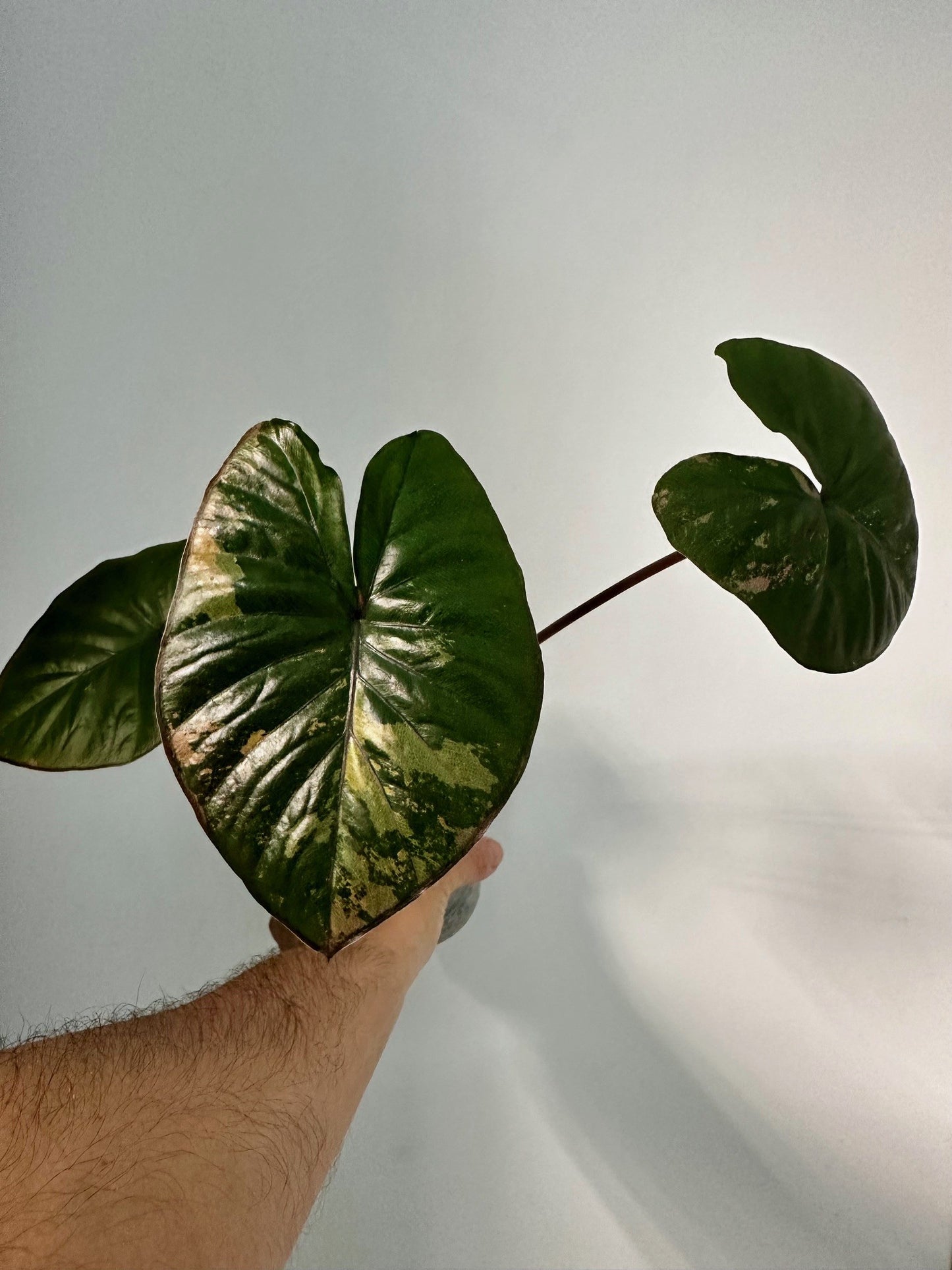 Alocasia Serendipity Variegated