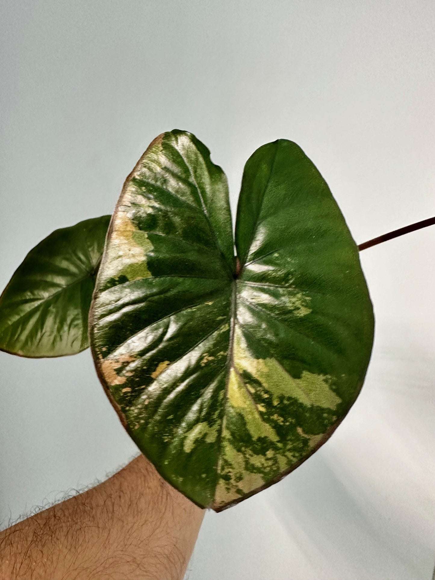 Alocasia Serendipity Variegated