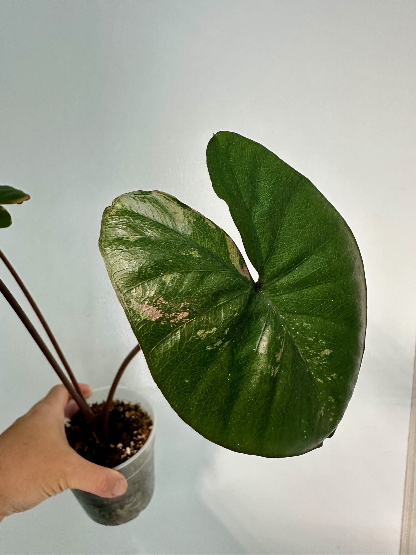 Alocasia Serendipity Variegated