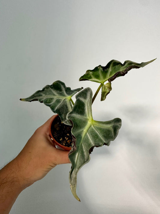 Alocasia Loco