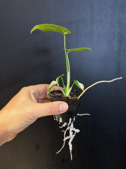 Monstera Thai Constellation