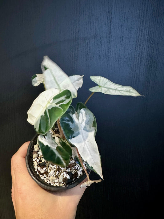 Alocasia BamBino Albo Var 2